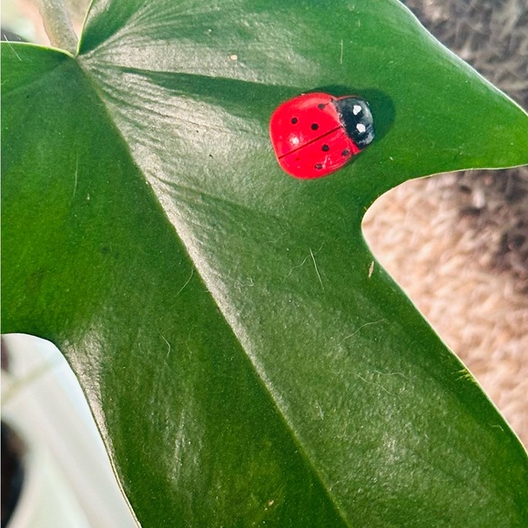 🍃50 Pack of PetalPals Plant Magnets!🍃 - Picture 8 of 12